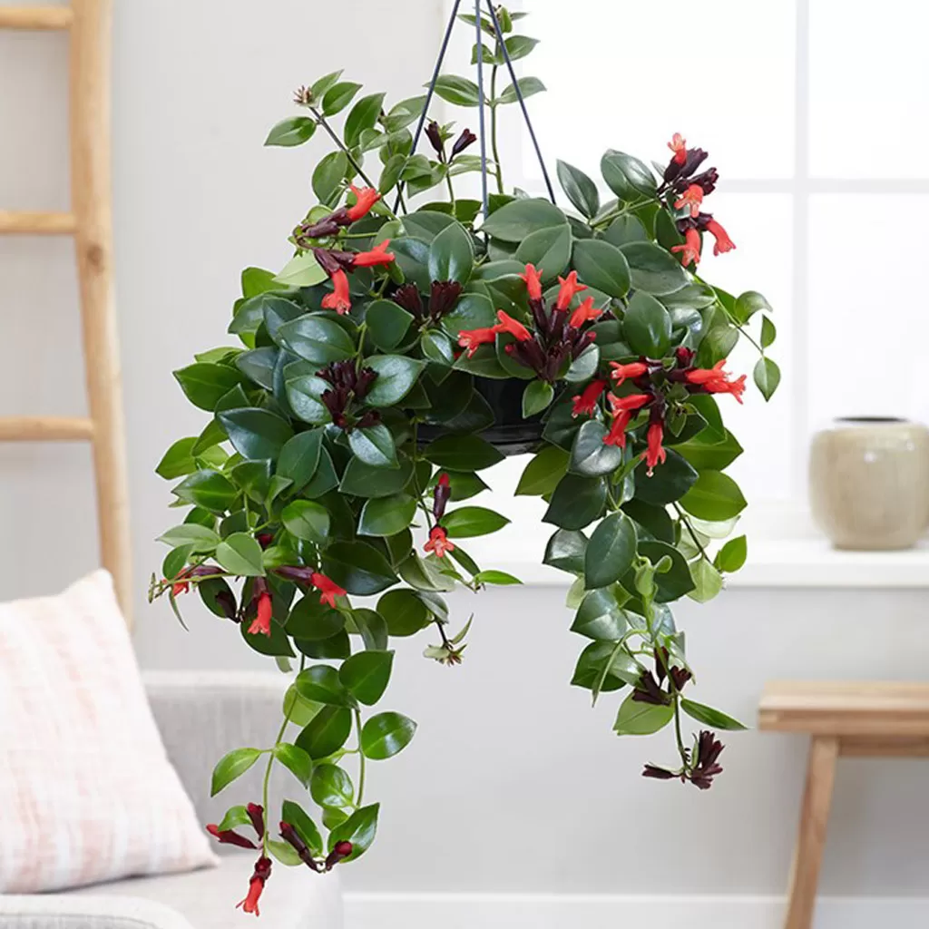This image shows an Aeschynanthus plant, specifically Aeschynanthus Mona Lisa, also known as the Lipstick Plant. The plant is hanging in a black plastic pot, suspended by black cords. It has dark green, glossy leaves and clusters of tubular, bright red flowers that resemble lipstick tubes, hence the common name. The plant is lush and full, with vines cascading down. The background shows a bright, indoor setting with a window, a light-colored couch with a white pillow, a wooden ladder, and a wooden bench. The overall scene is well-lit and suggests a cozy, domestic environment.
