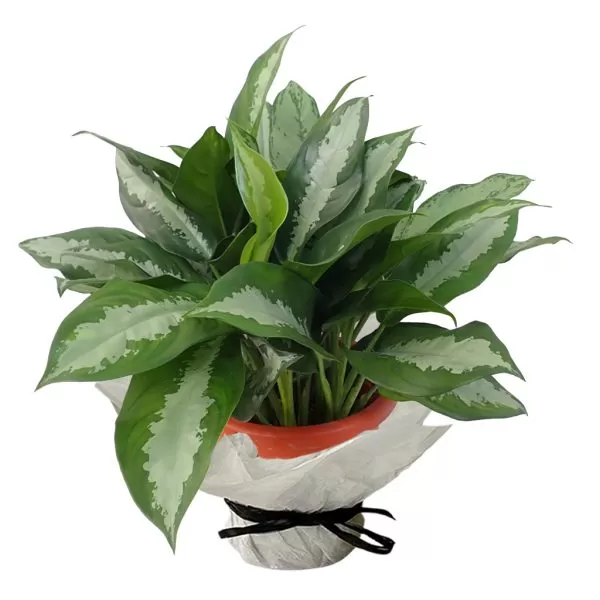 This image shows an Aglaonema plant, specifically Aglaonema 'Silver Bay'. The plant has large, lance-shaped, dark green leaves with a silvery-gray stripe down the center. The leaves grow in a bushy, upright pattern. It is potted in a brown pot that is wrapped in white paper and tied with a black ribbon. The background is a plain white.
