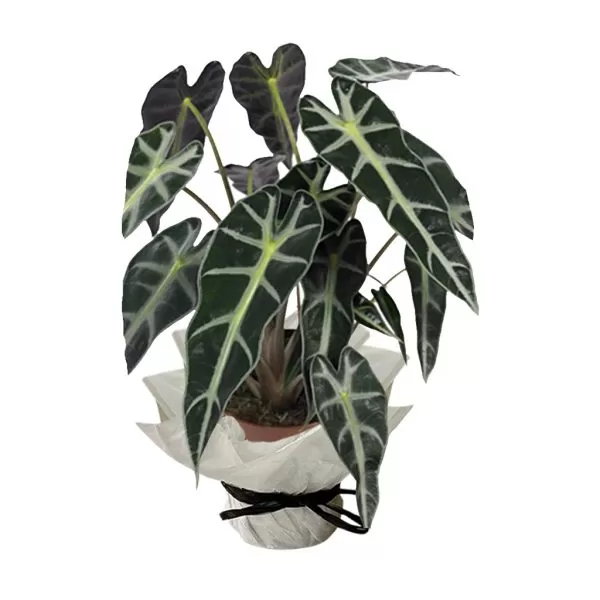 This image shows an Alocasia plant, specifically Alocasia 'Polly', also known as African Mask Plant. The plant has large, dark green, heart-shaped leaves with prominent white or light green veins. The leaves are glossy and have a velvety texture. It is potted in a brown pot that is wrapped in white paper and tied with a black ribbon. The background is a plain white.