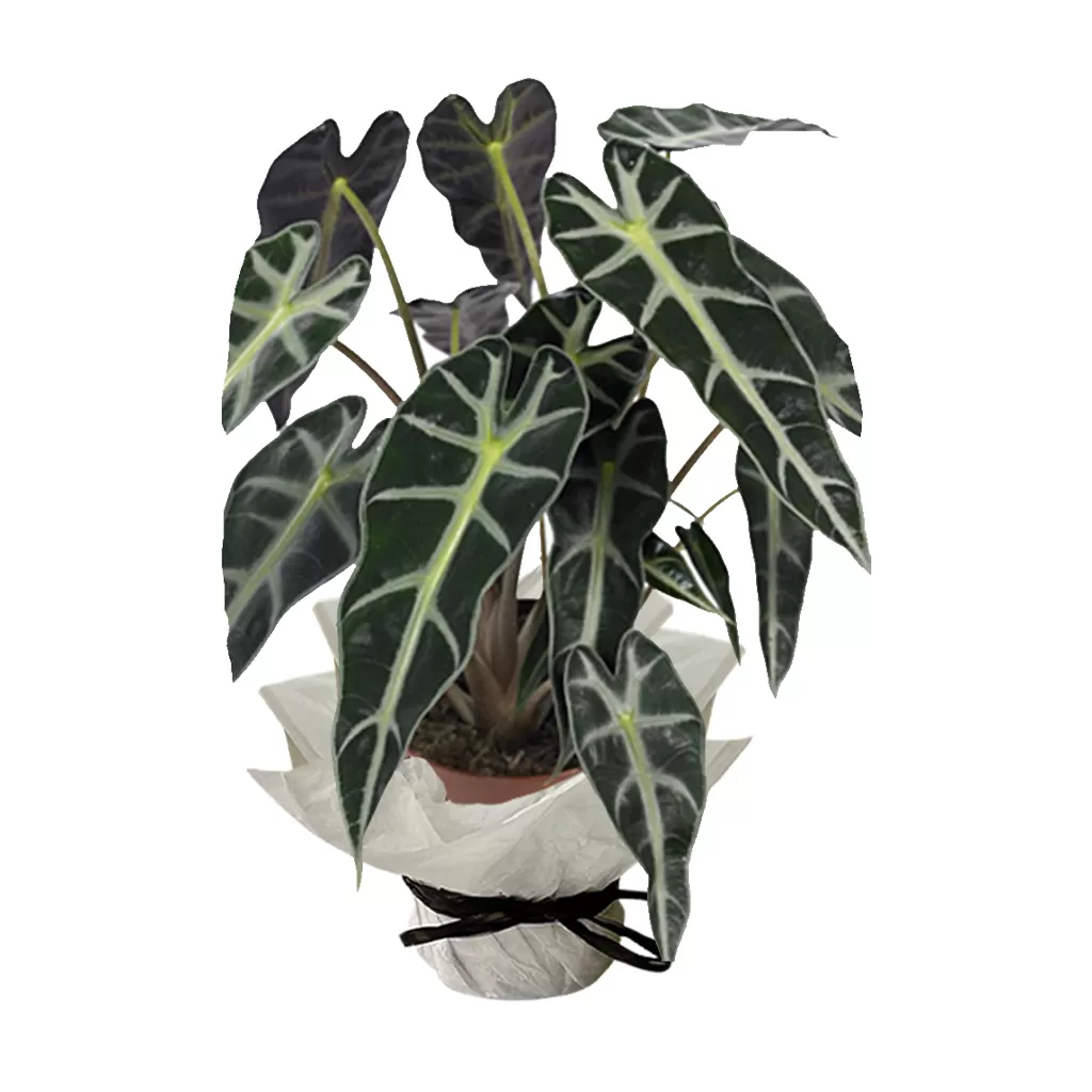 Alocasia-Poly2 This image shows an Alocasia plant, specifically Alocasia 'Polly', also known as African Mask Plant. The plant has large, dark green, heart-shaped leaves with prominent white or light green veins. The leaves are glossy and have a velvety texture. It is potted in a brown pot that is wrapped in white paper and tied with a black ribbon. The background is a plain white.