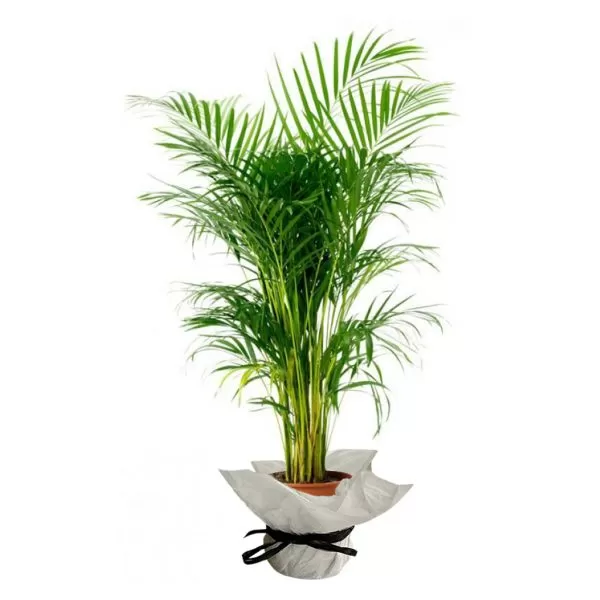 This image shows a Chamaedorea elegans plant, also known as a Parlor Palm. The plant has slender, feathery, bright green fronds that grow upright from a central base. It is potted in a brown pot that is wrapped in white paper and tied with a black ribbon. The background is a plain white.