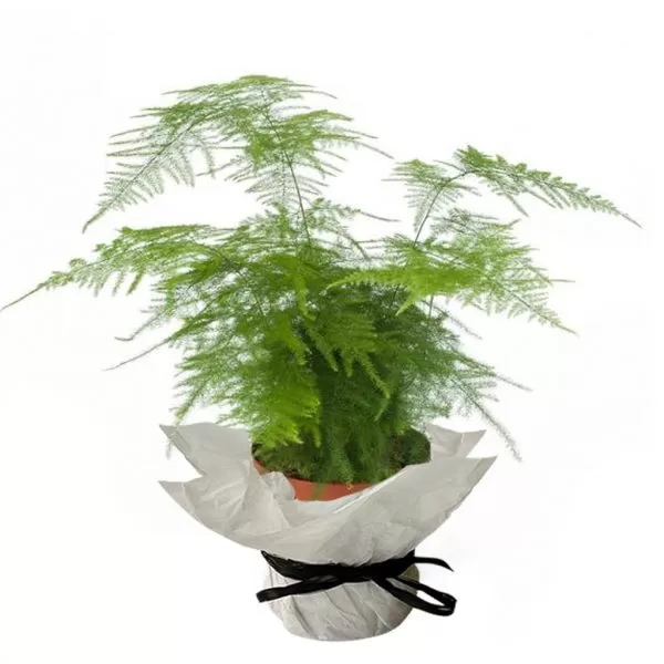 This image shows an Asparagus setaceus plant, also known as Asparagus fern or Plumosa fern. The plant has feathery, bright green foliage with delicate, needle-like leaves. It is potted in a brown pot that is wrapped in white paper and tied with a black ribbon. The background is a plain white.