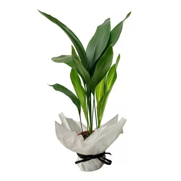 This image shows an Aspidistra elatior plant, commonly known as the Cast Iron Plant. The plant has long, lance-shaped, dark green leaves growing upright from the base. It is potted in a brown pot that is wrapped in white paper and tied with a black ribbon. The background is a plain white.