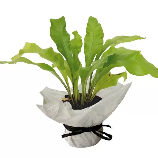 This image shows an Asplenium plant, likely Asplenium nidus (Bird's Nest Fern) or Asplenium antiquum (Japanese Bird's Nest Fern). The plant has broad, bright green leaves with a slightly wavy texture and a pale midrib. The leaves grow in a rosette pattern from a central point. It is potted in a brown pot that is wrapped in white paper and tied with a black ribbon. The background is a plain white.