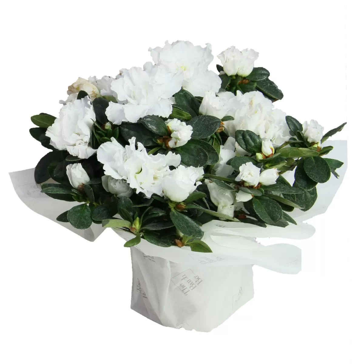 A bouquet of white azaleas with dark green leaves is wrapped in white paper. The azaleas have multiple blooms with ruffled petals and are arranged in a compact, rounded shape. The paper wrapping is square and partially obscures the base of the bouquet. The background is a plain white.