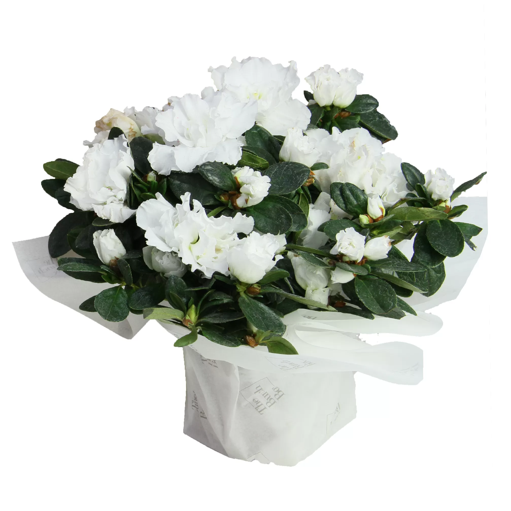 A bouquet of white azaleas with dark green leaves is wrapped in white paper. The azaleas have multiple blooms with ruffled petals and are arranged in a compact, rounded shape. The paper wrapping is square and partially obscures the base of the bouquet. The background is a plain white.