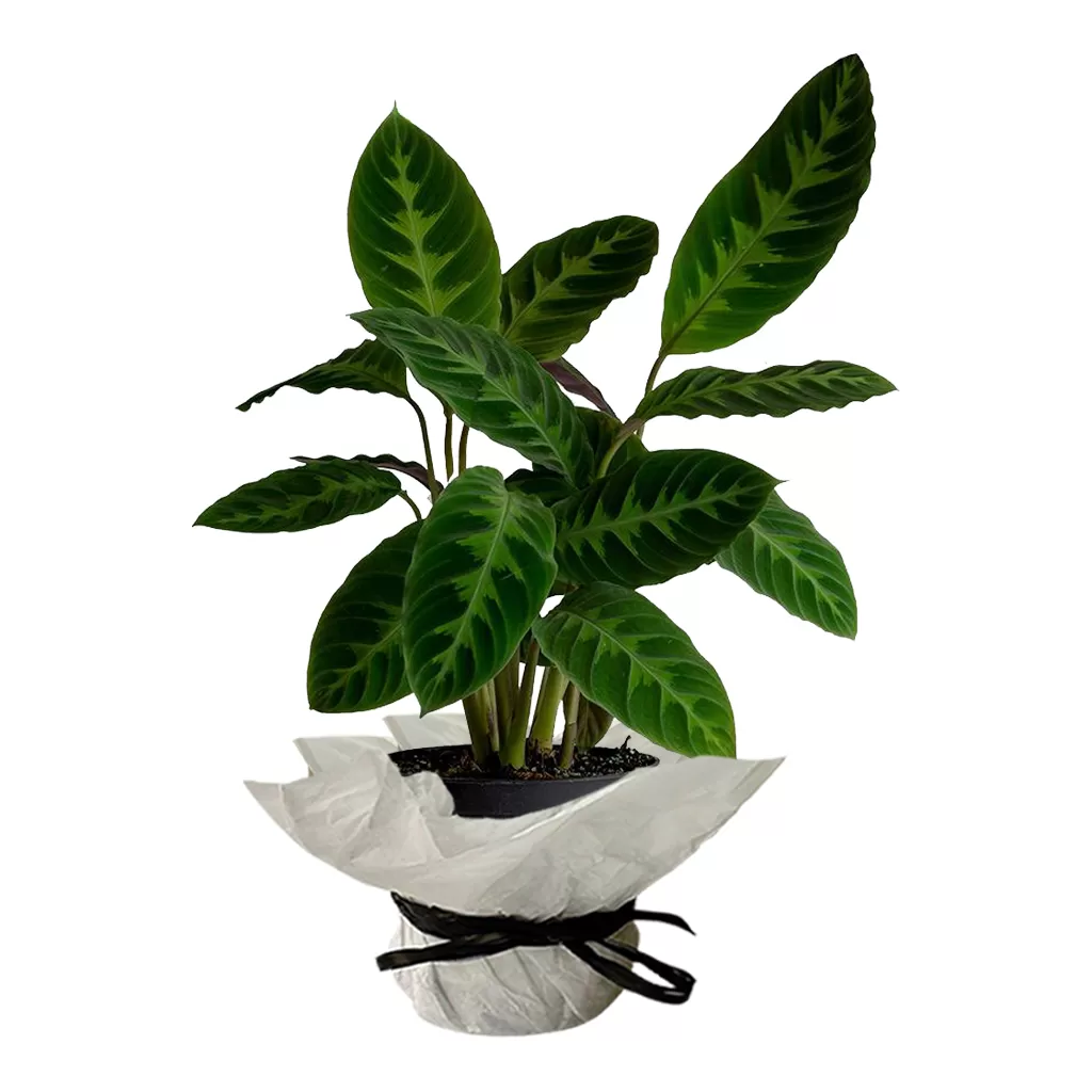 This image shows a Goeppertia zebrina plant, also known as Calathea zebrina or Zebra Plant. The plant has large, velvety, dark green leaves with bright green stripes that run from the center vein to the edges. The leaves are oval-shaped and grow upright from the base. It is potted in a black pot that is wrapped in white paper and tied with a black ribbon. The background is a plain white.