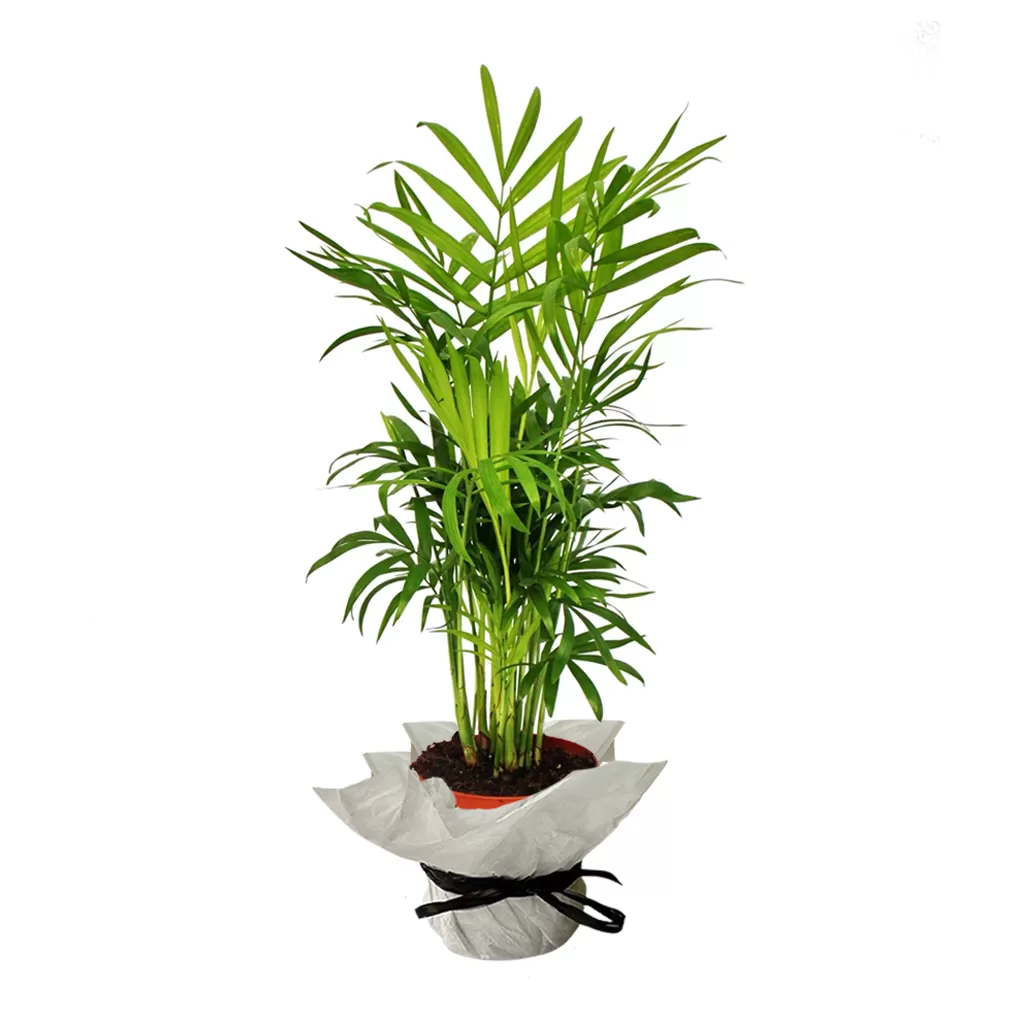 This image shows a Chamaedorea elegans plant, also known as a Parlor Palm. The plant has slender, feathery, bright green fronds that grow upright from a central base. It is potted in a brown pot that is wrapped in white paper and tied with a black ribbon. The background is a plain white.