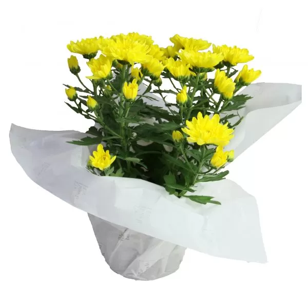 A yellow chrysanthemum plant with multiple blooms and green leaves is potted in a white paper-wrapped pot. The chrysanthemums have a daisy-like appearance with yellow petals and are arranged in a compact, rounded shape. The paper wrapping is white and partially obscures the base of the pot. The background is a plain white.