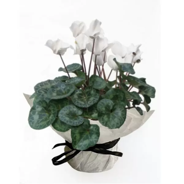 A white cyclamen plant with green, heart-shaped leaves and white flowers on thin stems is potted in a white paper-wrapped pot. The pot is tied with a black ribbon. The background is a plain white.