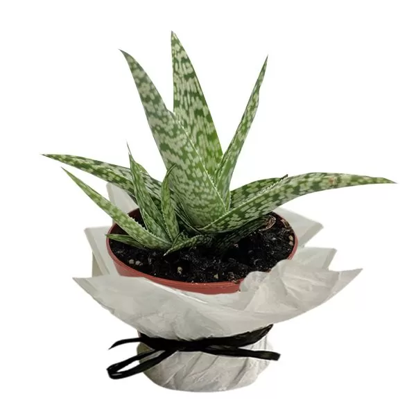 This image shows an Aloe vera plant, specifically Aloe 'Tiger', also known as Tiger Aloe or Partridge-breasted Aloe (Aloe variegata). The plant has thick, fleshy, triangular leaves that are a light green color with white spots and a reddish tinge along the edges. The leaves grow in a rosette pattern. It is potted in a brown pot that is wrapped in white paper and tied with a black ribbon. The background is a plain white.