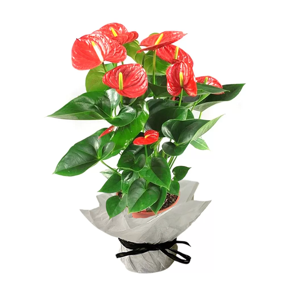 This image shows an Anthurium plant. A red Anthurium plant with large, heart-shaped leaves and bright red flowers with yellow spadices is potted in a brown pot. The pot is wrapped in white paper and tied with a black ribbon. The background is a plain white.