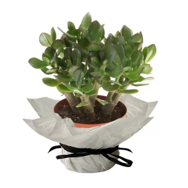 This image shows a Crassula ovata plant, commonly known as a Jade plant. The plant has thick, fleshy, oval-shaped leaves that are a deep green color with a reddish tinge along the edges. The leaves grow in pairs along thick, brown stems. It is potted in a brown pot that is wrapped in white paper and tied with a black ribbon. The background is a plain white.