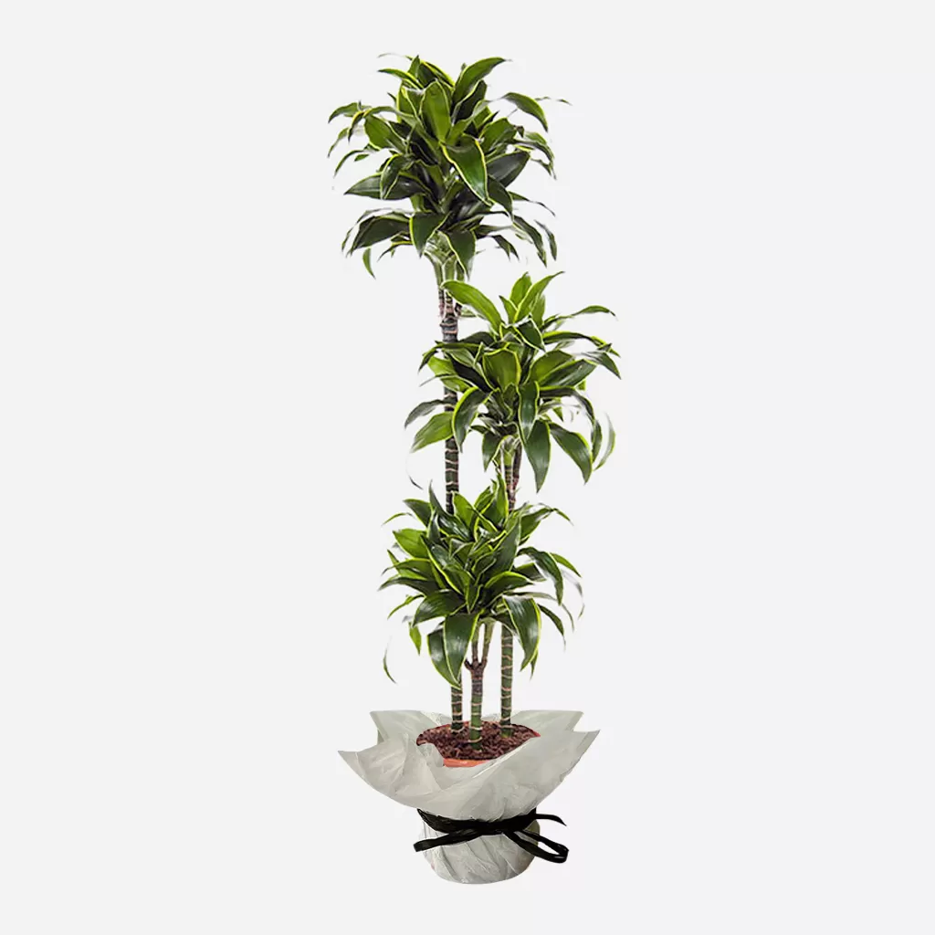 This image shows Dracaena fragrans plants, specifically the 'Janet Craig' cultivar, also known as the Corn Plant. Three stalks of Dracaena fragrans 'Janet Craig' are growing upright in a pot. The plants have dark green leaves with a thin, light green stripe down the center. The leaves are lance-shaped and grow in a spiral pattern around the stalks. The pot is wrapped in white paper and tied with a black ribbon. The background is a plain light gray.