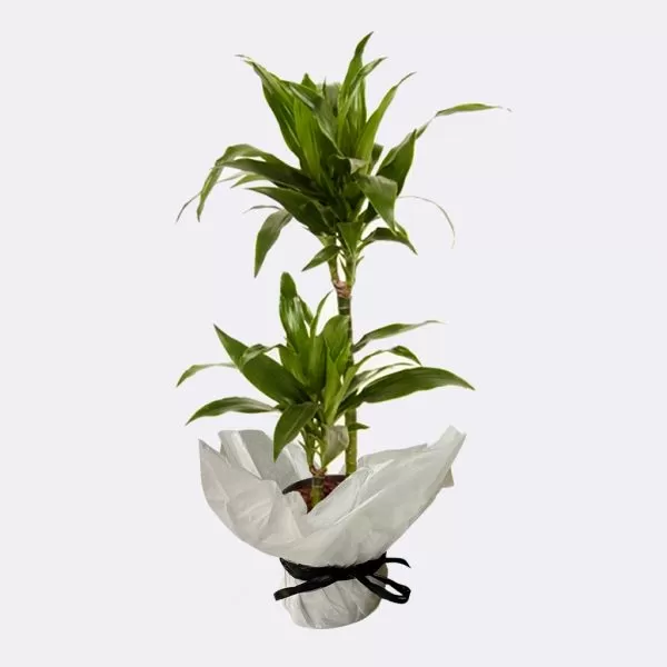 This image shows a Dracaena fragrans, also known as the Corn Plant. Two Dracaena fragrans stalks are growing upright in a pot. The stalks have long, lance-shaped, bright green leaves. The pot is wrapped in white paper and tied with a black ribbon. The background is a plain light gray.