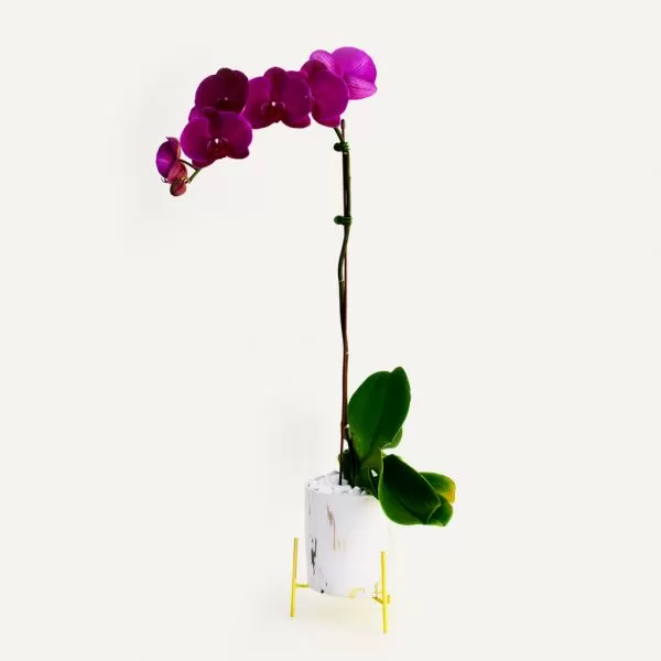 A tall, slender orchid with deep purple flowers on a single stem curves gracefully to the left. The orchid is planted in a white pot with a gold, geometric stand. The background is a plain, light surface.