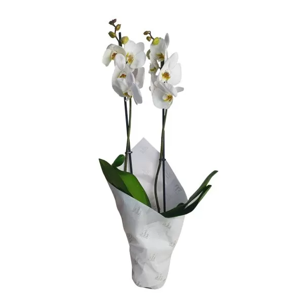 Two white Phalaenopsis orchids with yellow centers are presented in a white paper wrapping. The orchids are potted, and the wrapping creates a cone shape, partially obscuring the pots. The background is a plain white.
