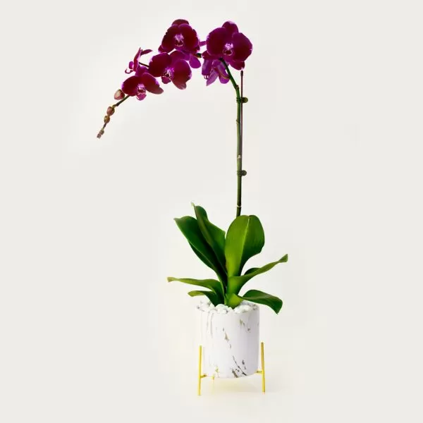 A tall, slender orchid with deep purple flowers on a single stem curves gracefully to the left. The orchid is planted in a white pot with a gold, geometric stand. The background is a plain, light surface.
