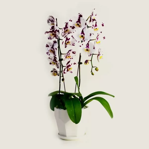 This image shows a white Phalaenopsis orchid with purple speckles in a white pot. The orchid has multiple blooms and long, arching stems. The pot is a simple, hexagonal shape and the background is a plain, light beige.