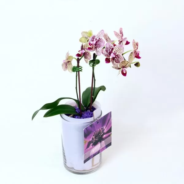 The orchid has purple and white speckled flowers on a single stem that curves to the left. The stem is supported by a stick in a clear glass vase filled with white pebbles. A pink ribbon spirals around the vase. A small, square tag hangs from the stem, featuring a picture of a purple flower. The background is a plain white.