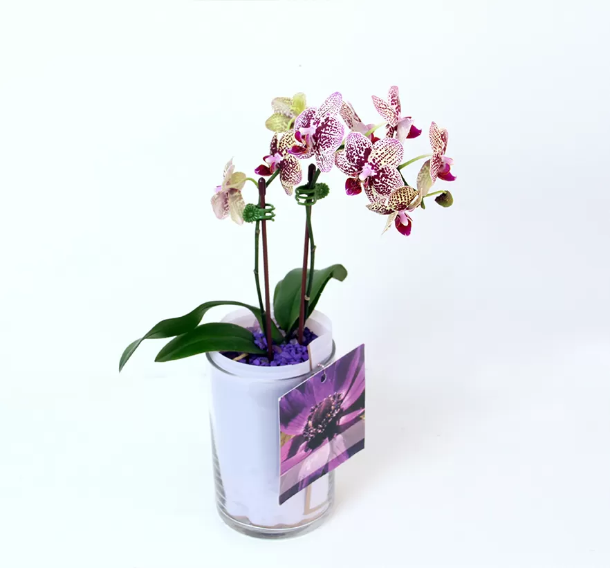 The orchid has purple and white speckled flowers on a single stem that curves to the left. The stem is supported by a stick in a clear glass vase filled with white pebbles. A pink ribbon spirals around the vase. A small, square tag hangs from the stem, featuring a picture of a purple flower. The background is a plain white.