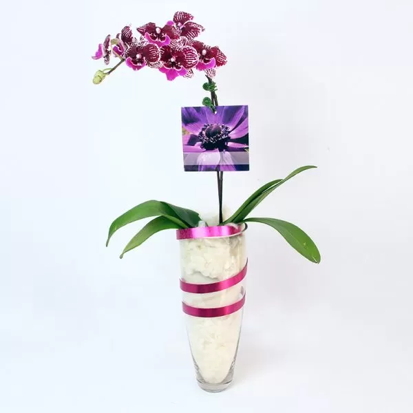A purple Phalaenopsis orchid with white speckles is displayed in a tall, clear glass vase filled with white pebbles. The orchid's stem curves to the left, showcasing several blooms. A small, square tag hangs from the stem, featuring a picture of a purple flower. The vase is adorned with a pink ribbon spiraling around it. The background is a plain white.