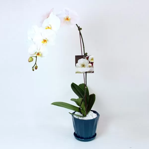 A white Phalaenopsis orchid with a yellow center is potted in a dark blue, fluted pot. The orchid's stem curves gracefully to the left, displaying several blooms. A small, square tag hangs from the stem, featuring a picture of the orchid. The pot sits on a matching dark blue saucer, and the background is a plain white.