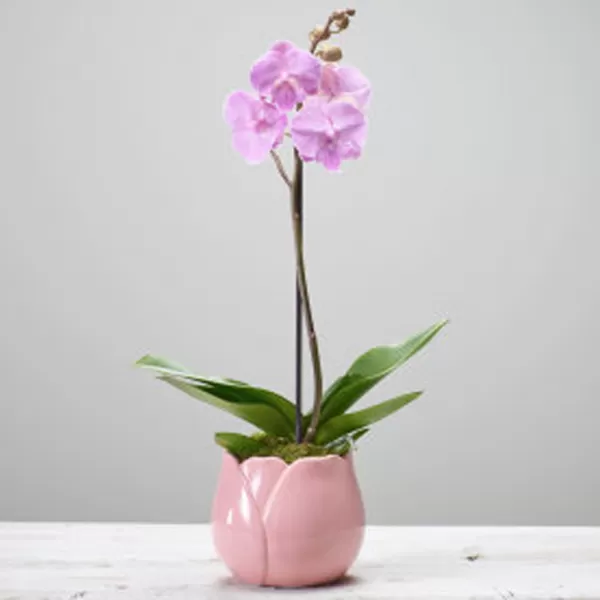 Phaelanopsis Plant