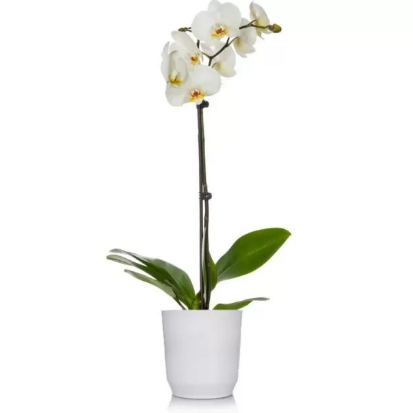 Orchidian