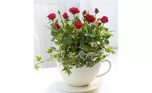 Chic Red Rose Teacup